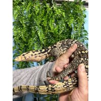 サルバトールモニタースンバワバリアント