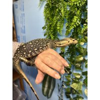 セレベンシスモニター